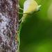 Camaleón Sudamericano Gema del Chocó - Photo (c) Chien Lee, todos los derechos reservados, subido por Chien Lee