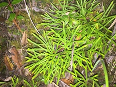 Image of Diphasiastrum thyoides