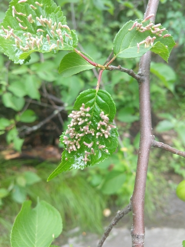 Plum Finger Gall Mite