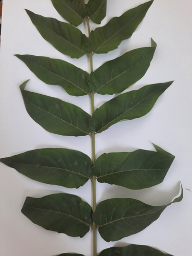 tree-of-heaven