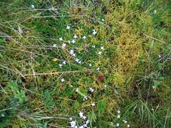 Arcytophyllum muticum image
