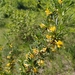 Caragana stenophylla - Photo (c) Валерия Казанцева, todos los derechos reservados, subido por Валерия Казанцева