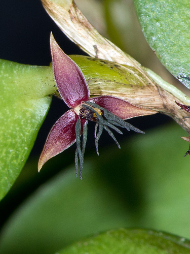 Bulbophyllum abbrevilabium
