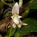 Bulbophyllum ambrosia - Photo (c) Eerika Schulz, todos los derechos reservados