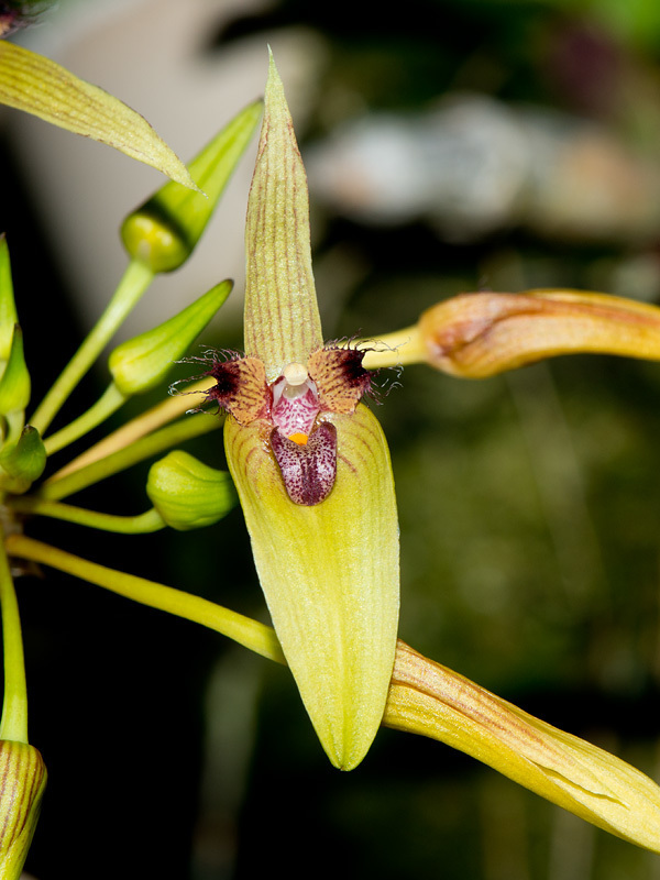 Bulbophyllum blepharistes (Bulbophyllum blepharistes)