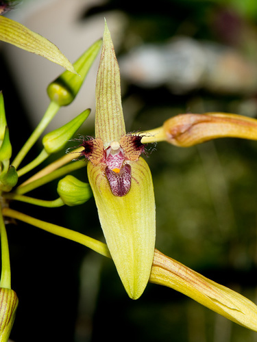 Blepharistes Orchid