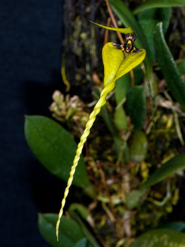 Contortisepalum Orchid