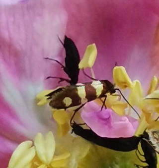 Yellow-barred Gold
