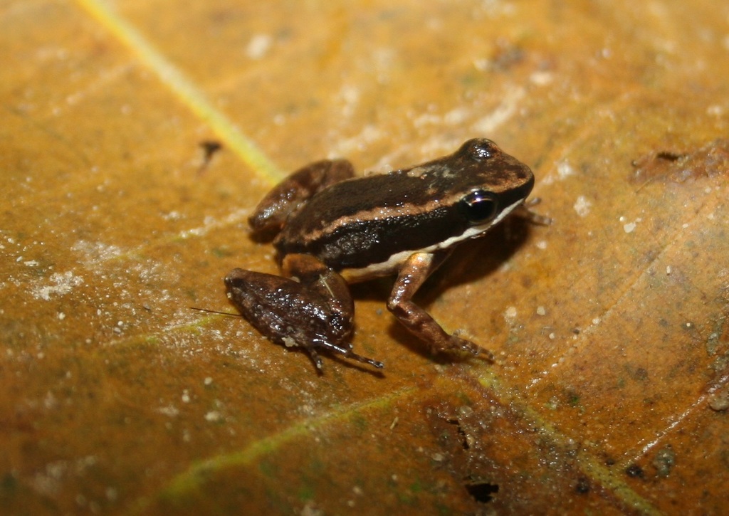 Colombian Niputidea Nurse Frog from La India, Landázuri, Santander ...