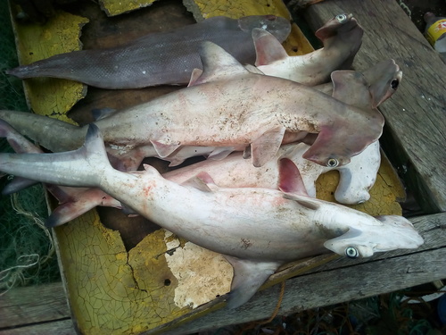 Scalloped Hammerhead