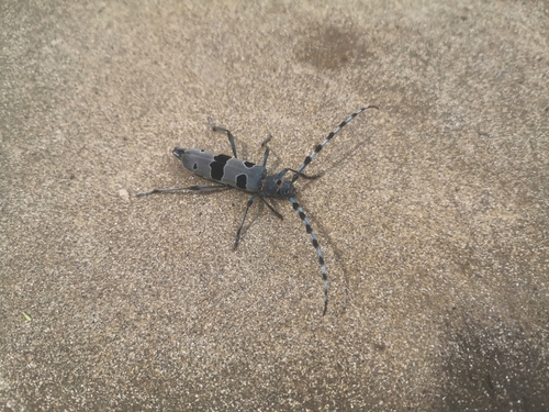 Alpine longhorn Rosalia