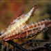 Phenacovolva pseudogracilis - Photo (c) Brian Mayes, all rights reserved, uploaded by Brian Mayes
