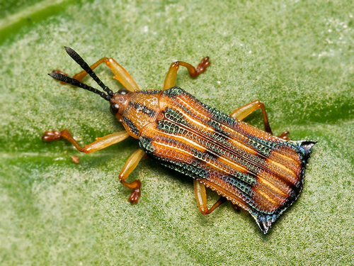 Uroplata angulata · iNaturalist