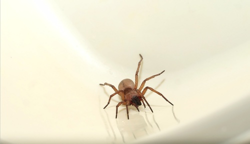 Stone Spiders