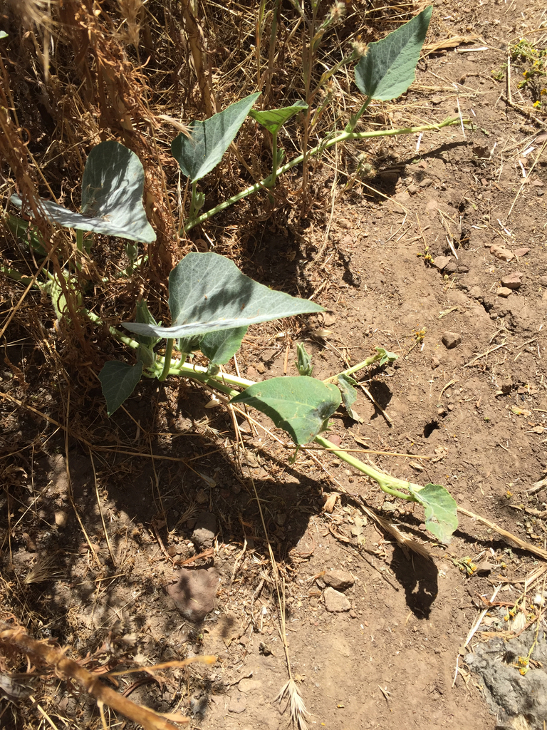 Buffalo Gourd from University of California, Irvine, Irvine, CA, US on ...