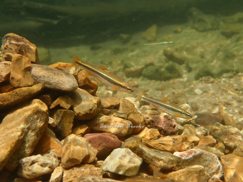 Ozark Minnow