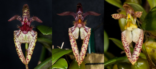 Lasiochilum Orchid