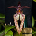 Bulbophyllum lasiochilum - Photo (c) Eerika Schulz, todos los derechos reservados