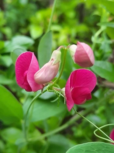 tuberous pea
