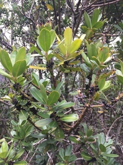 Myrsine latifolia image
