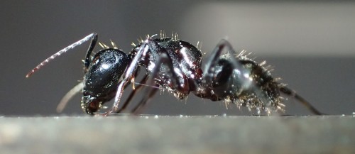 iNaturalist observation photo of Carpenter Ants, Typical Sugar Ants and Allies