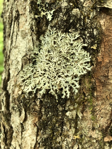 Powdered Fringe Lichen