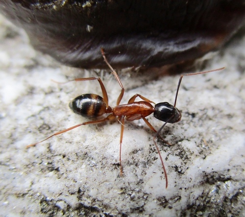 Camponotus kattensisCamponotus kattensis
