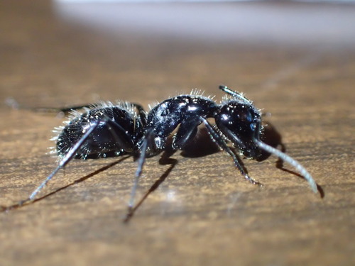 iNaturalist observation photo of Hairy Smooth Carpenter Ant