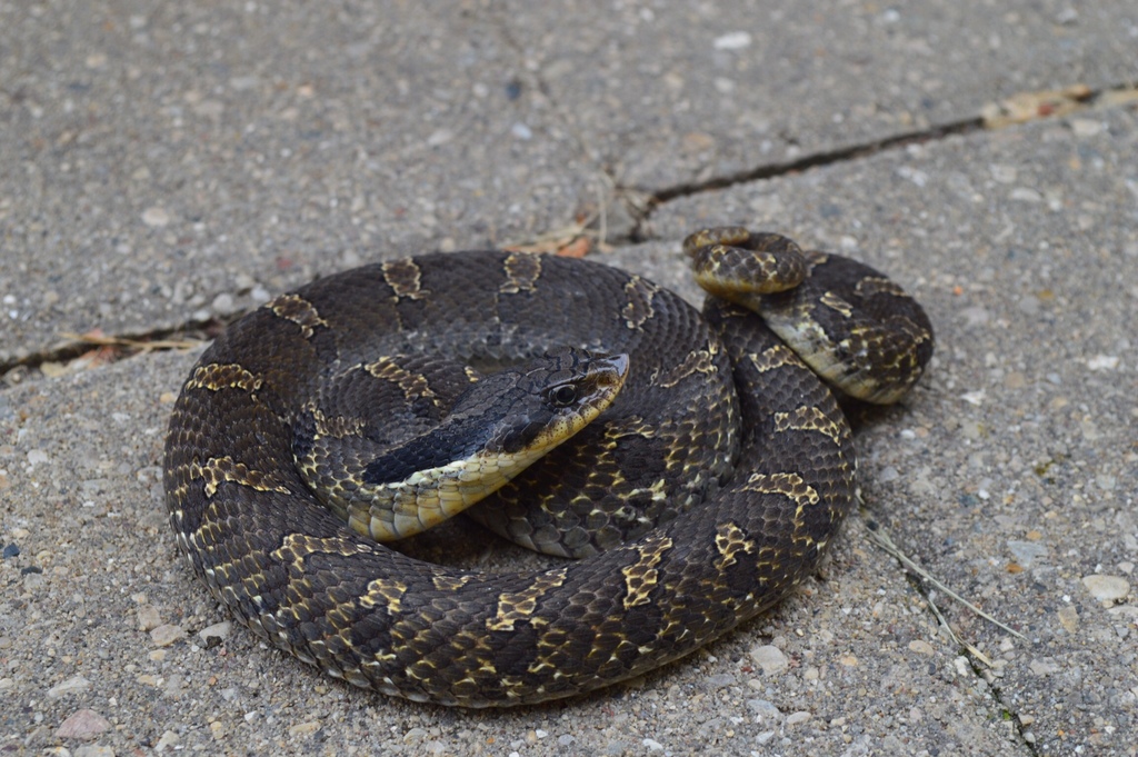 Eastern Hognose Snake from Braidwood Dunes And Savanna Nature Reserve