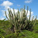 Royen's Tree Cactus - Photo (c) Milton Muñoz, all rights reserved, uploaded by Milton Muñoz