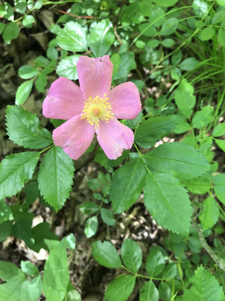 roses from Hopewell, NJ, US on June 19, 2020 at 0216 PM by Pat Heaney