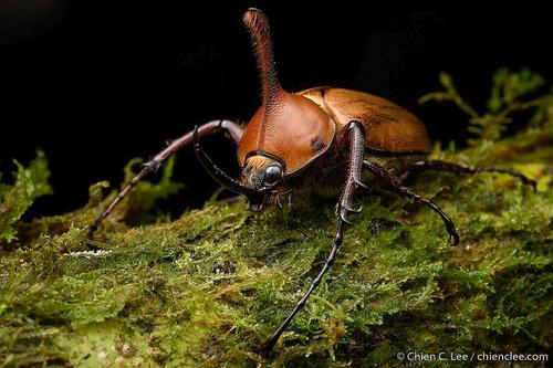 Golofa eacus