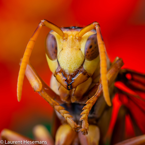 Executioner Paper Wasp
