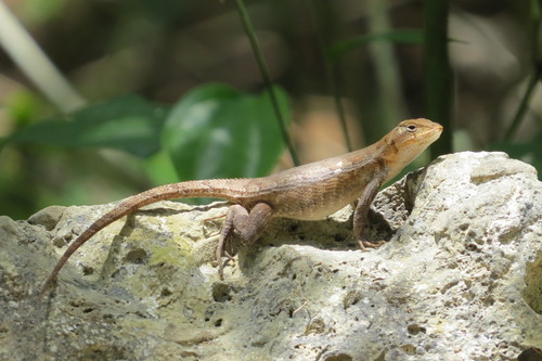 Yellow-spotted Spiny Lizard