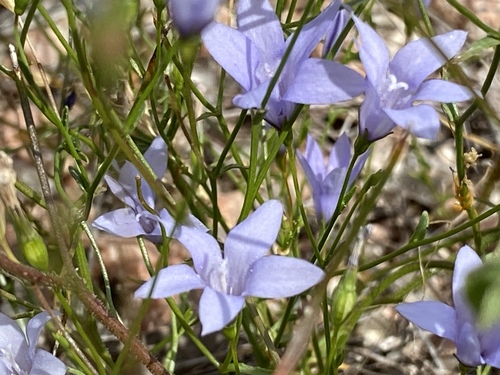 Poolea reverchonii (A.Gray) Morin