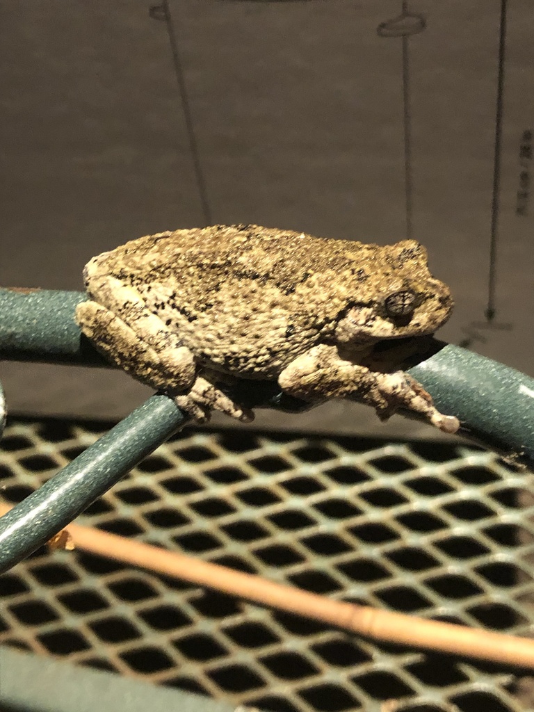 Gray Treefrog Species Complex from Belfast Rd, Sparks Glencoe, MD, US ...