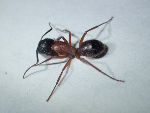 iNaturalist observation photo of Carpenter Ants, Typical Sugar Ants and Allies