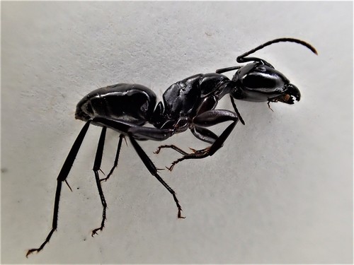 iNaturalist observation photo of Hairless Smooth Carpenter Ant