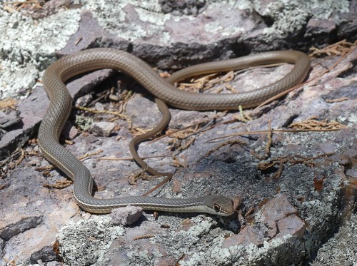 Sonoran Whipsnake