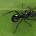 Polyrhachis demangei - Photo (c) Kit Chang, all rights reserved, uploaded by Kit Chang