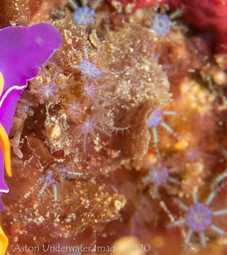 Genus Laeta · iNaturalist