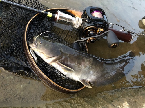 Amur Catfish