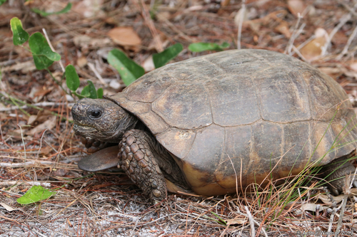 gopher tortoise (Imperiled/Rare Species of Citrus County ) · iNaturalist