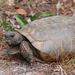 Gopher Tortoise - Photo (c) Arthur Windsor, some rights reserved (CC BY)