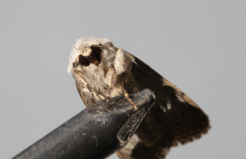 Pale Mottled Willow Moth