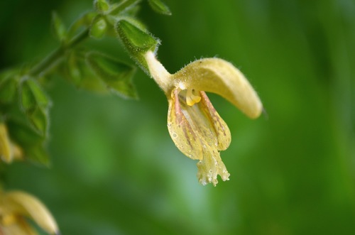 Sticky Sage