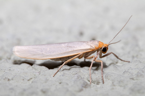 Hoary Footman