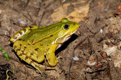 Pelophylax esculentus