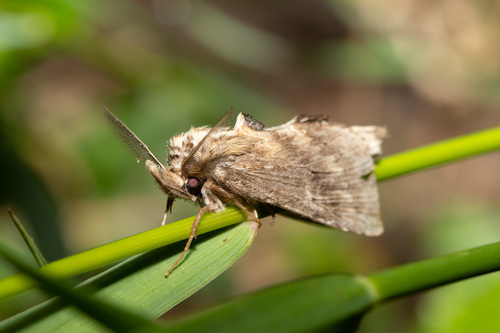 Pale Prominent