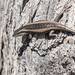 Kalahari Tree Skink - Photo (c) Michael Schmidt, all rights reserved, uploaded by Michael Schmidt